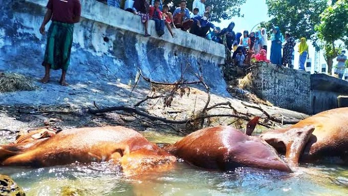 The Mystery of Dozens of Cow Carcasses Floating In The Waters of Sampang Beach