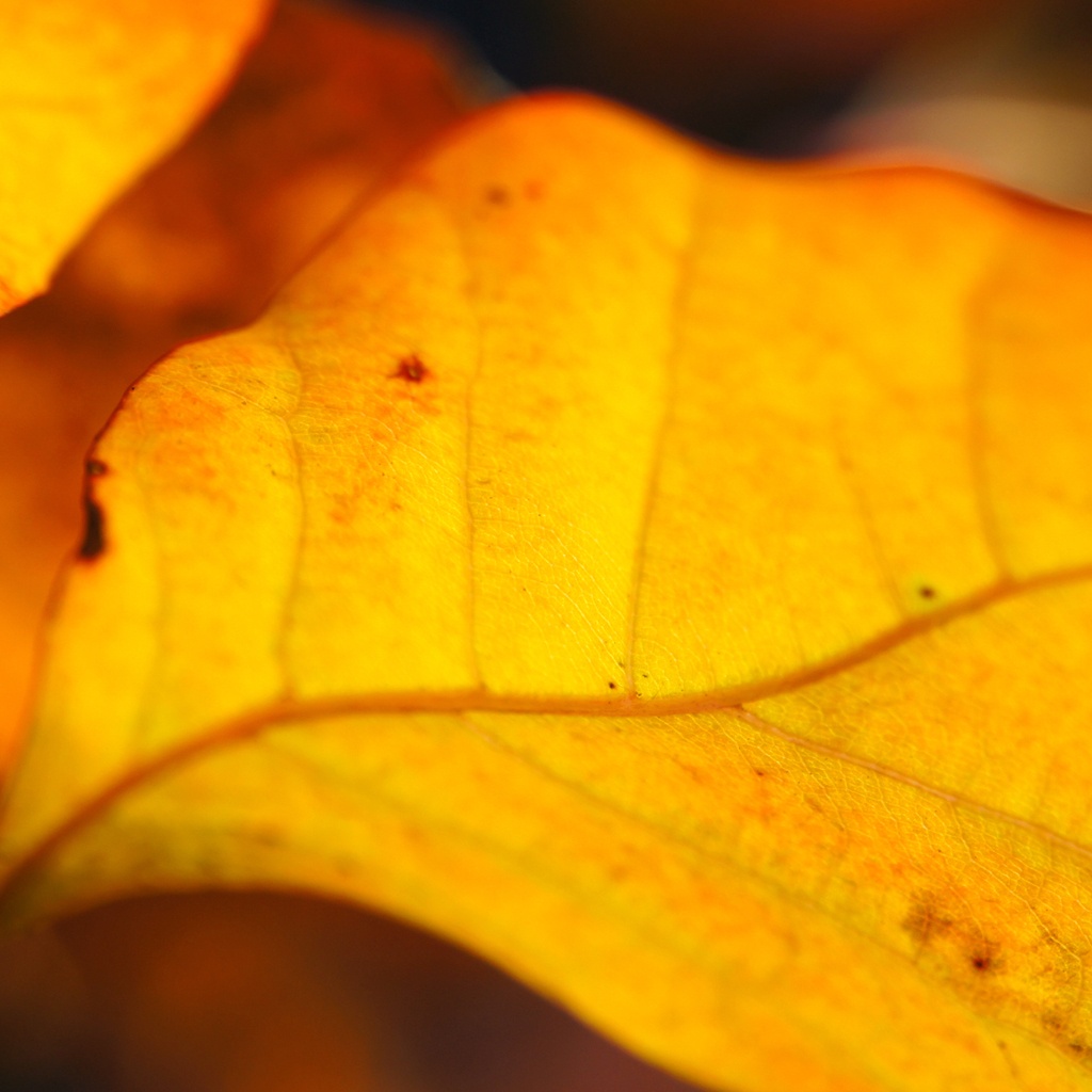 wallpapers ipad feuille doree en automne pourquoi les feuilles des