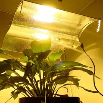 Indoor Hydroponic Grow Lights