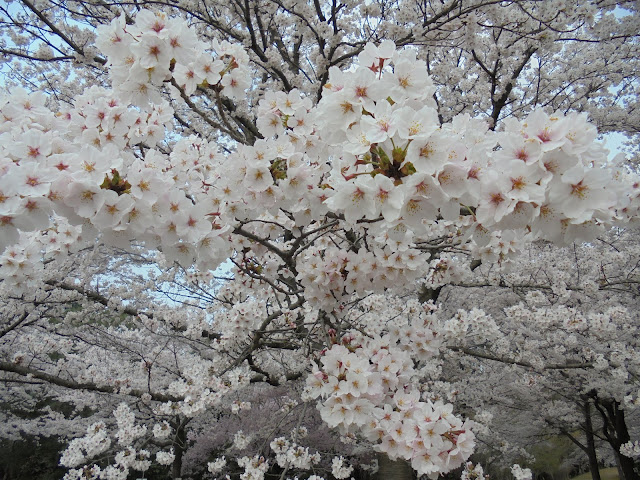 とっとり花回廊の桜の広場のソメイヨシノ桜