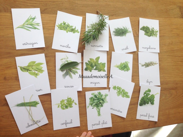 || Activité autour des cartes de nomenclature : Les herbes aromatiques