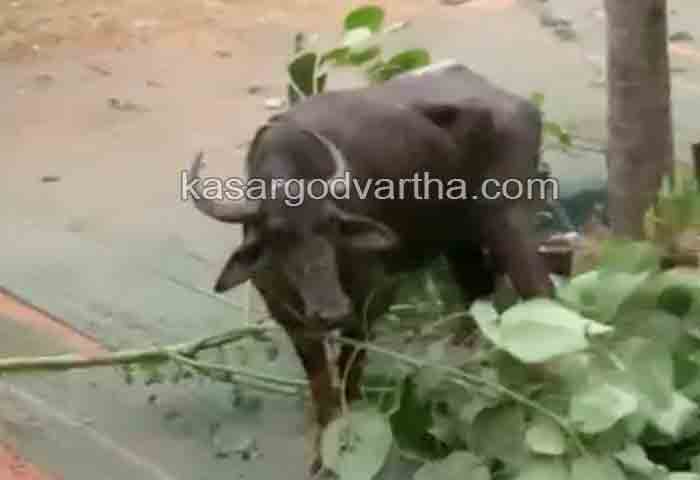 Latest-News, Kerala, Kasaragod, Mogral Puthur, Top-Headlines, Attack, Animal, Died, Dead, Obituary, Injured, One died in attack by buffalo.