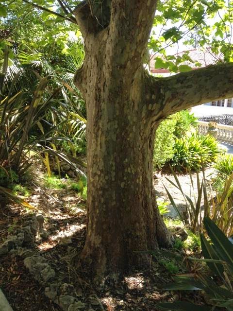 The Joy of Wood: Pete's London Plane Tree - a journey begins.