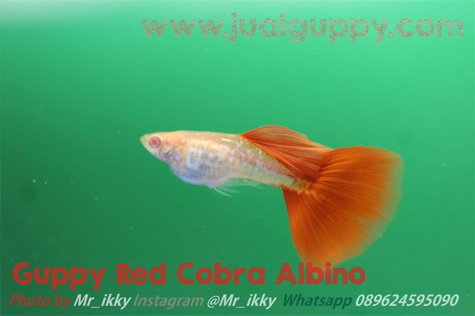 Guppy Albino Red Cobra / Red Tail Snakeskin Guppy  Hewan 