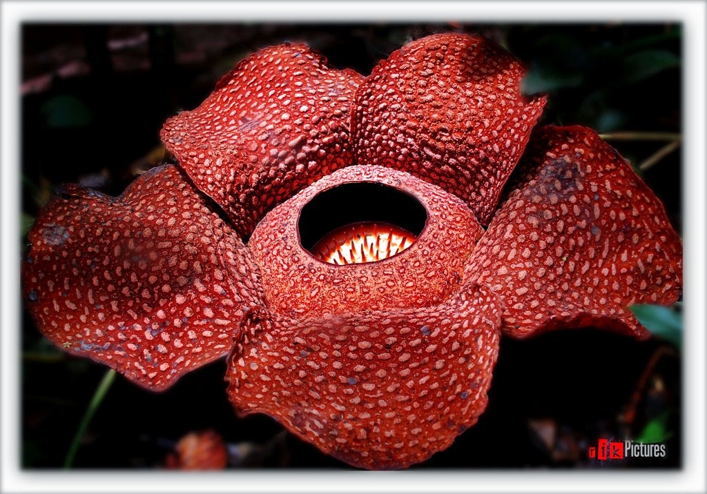 RINGKASAN MATERI GEOGRAFI flora  fauna indonesia 