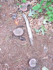 mushrooms 3