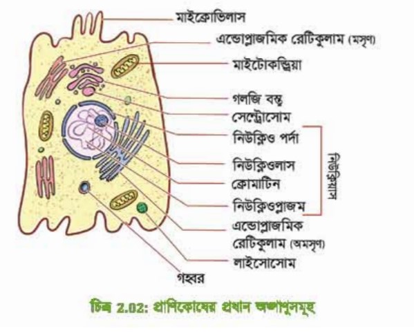 প্রাণিকোষের চিহ্নিত চিত্র