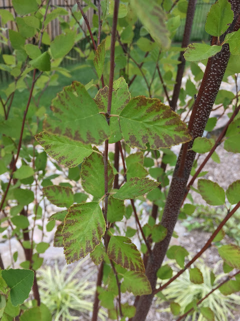 brown edge river birch leaves