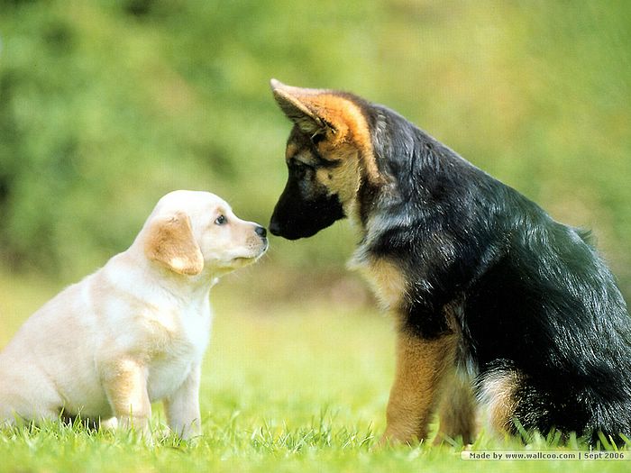 cute baby yellow lab, touching noses with baby german shepherd