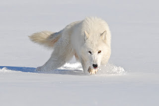 https://blogger.googleusercontent.com/img/b/R29vZ2xl/AVvXsEiSoHwp5irPCbBR6Y3j5FYiqW-JDBPHxxXUeX1Wcgw1JzcTTWR0aTxS6L4RZwoghC4oEf5rWKbI7Zagp5snH4zB7ZKPKYwtm57GOWx2xZ0bkgFUe264C9Uyft2nX9tjoFDgFG6imaCGL18F/s320/Arctic+Wolf4.jpg