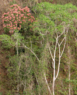 Red Flowering Tree in Puriscal