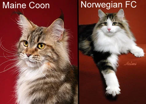 Comparison between Maine Coon and Norwegian Forest cat