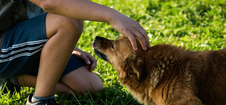 8 beneficios reales de tener perro que te sorprenderán