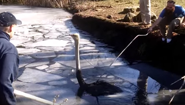 The Zookeepers helping the poor ostrich.