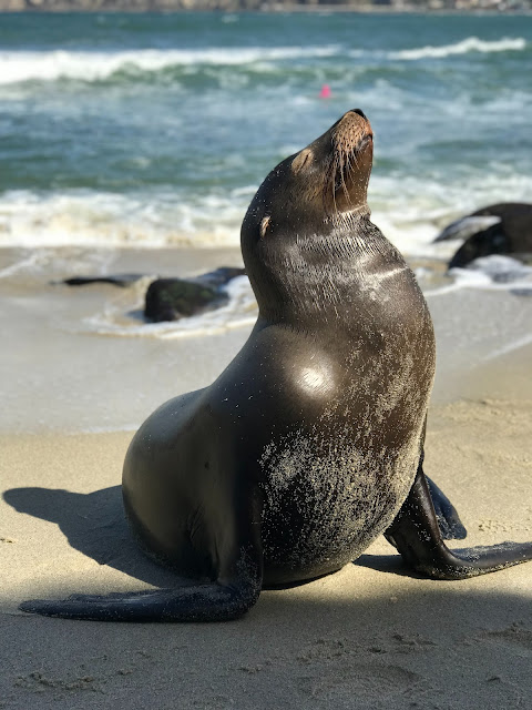 Black sea lion:Photo by Sand Crain on Unsplash