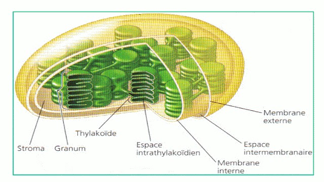 Structure du chloroplaste.