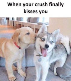 Funny dog pictures : Just one kiss