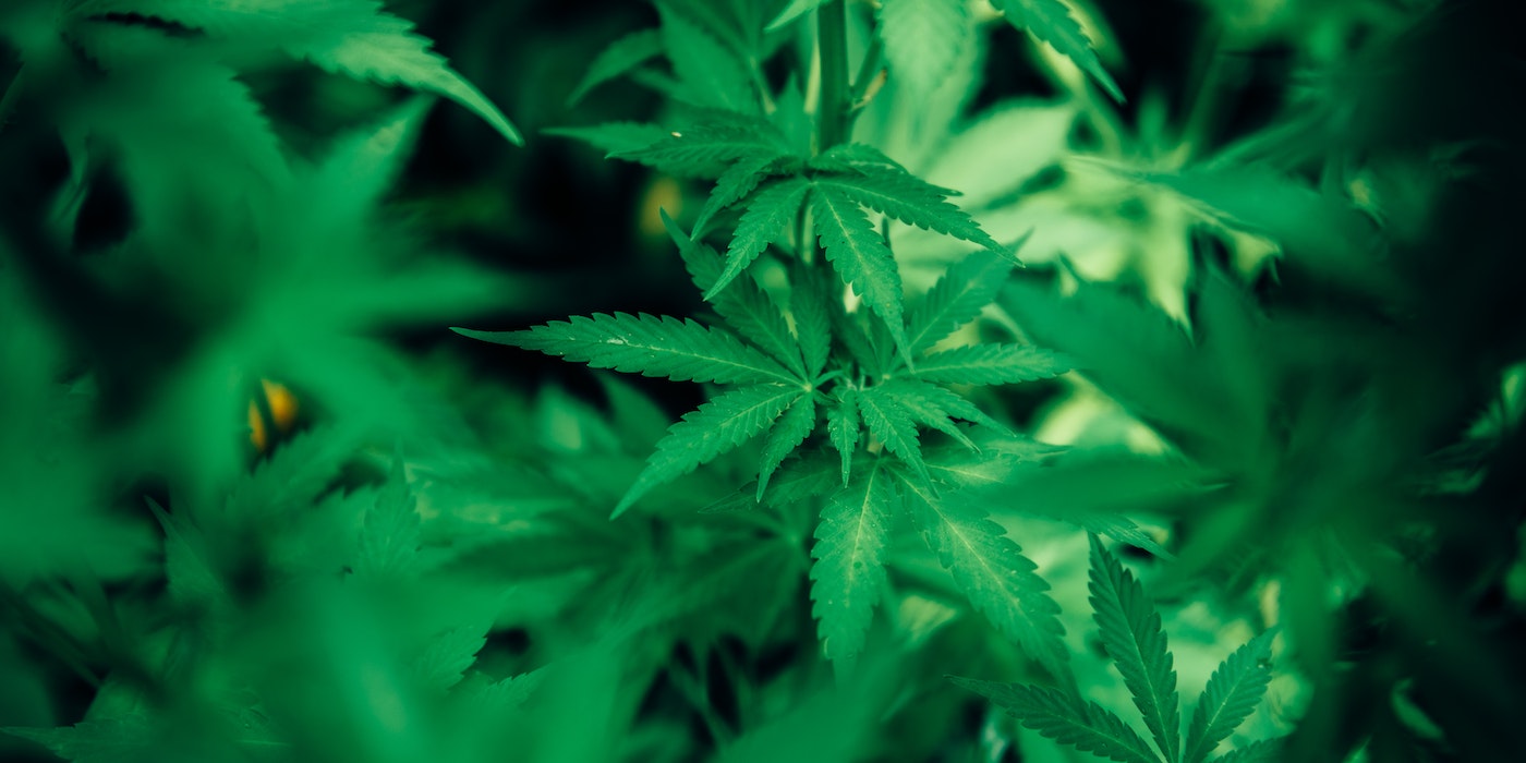 How States Have Begun to Legalize Medical Marijuana