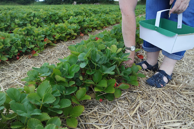 Strawberry Picking - Spilman Farm - York - Summer