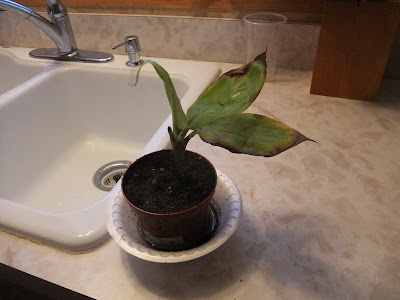 banana tree from amazon, 4 dollars, almost dead