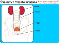 http://kidshealth.org/misc/movie/spanish/bodyBasicsUrinaryTract/bodyBasicsESP_urinaryKidneys.html