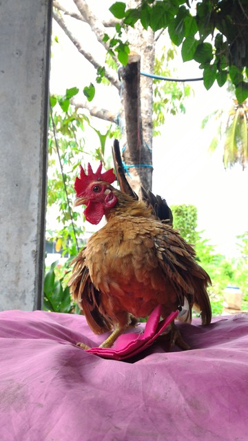 Unggas Eksotik Malaya U.E.M: Ayam Serama Untuk Dijual