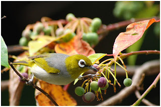 pajaro de anteojos Zosterops lateralis