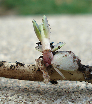 Perennial garden sedum rooting from stem