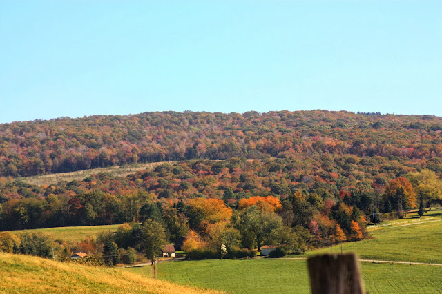 Autumn coloured trees spreading across the hill