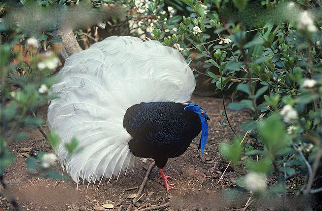 Bulwer's Pheasant Bird, native to Indonesia