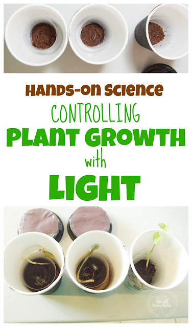 See How Plant Growth is Affected by Light with this Hands-on Activity