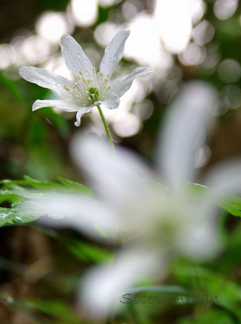 Anemone pseudoaltaica