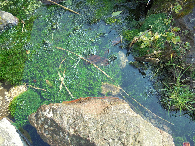 淀江どんぐり村の湧き水