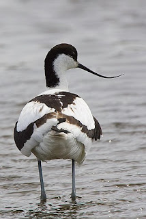 black and white avocet bird