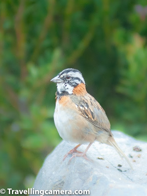 The other sparrow we have managed to click lives at the other end of the world, in Costa Rica. There are about 26 species of sparrows and finches in Costa Rica. We were fortunate to come across a few. The most remarkable was the Rufous-Collared Sparrow. This little bird has a white head with black stripes and a pronounced rufous stripe around the neck. Because of this striking coloration, these birds are easy to spot from a distance. 