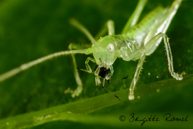 Larve de meconema thalissinum, sauterelle, orthoptere