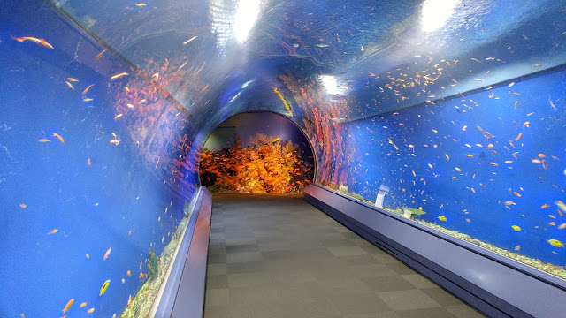 The fish tunnel at the beginning