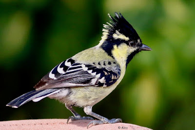 Indian Yellow Tit