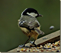 coal tit