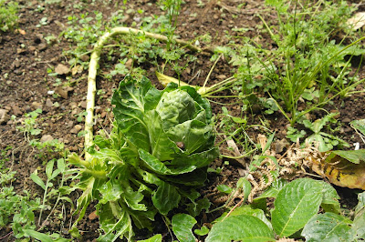 cultivo de lechuga