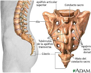 coccix