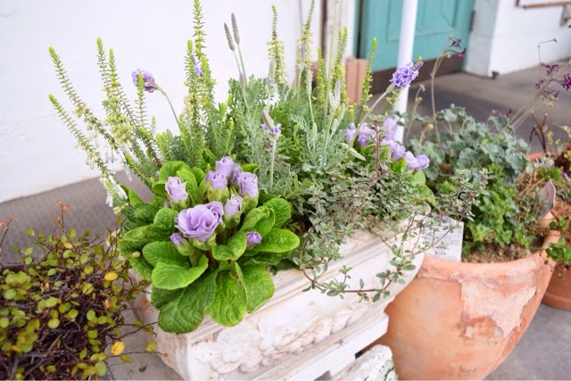 Photo Logic 土なしで生きる不思議な植物エアープランツ Photo Logic 土なしで生きる不思議な植物エアープランツ