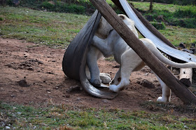 Rhino and Lion Nature Reserve #PhotoYatra #TheLifesWayCaptures