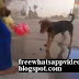 Doggy Playing With Balloon.