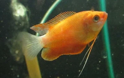 honey gourami