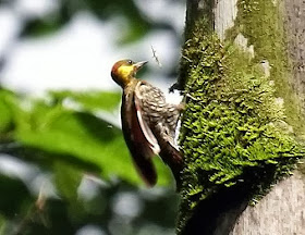 Lita Woodpecker