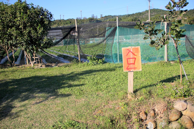 新竹 關西景點 大同蕃茄草莓園 