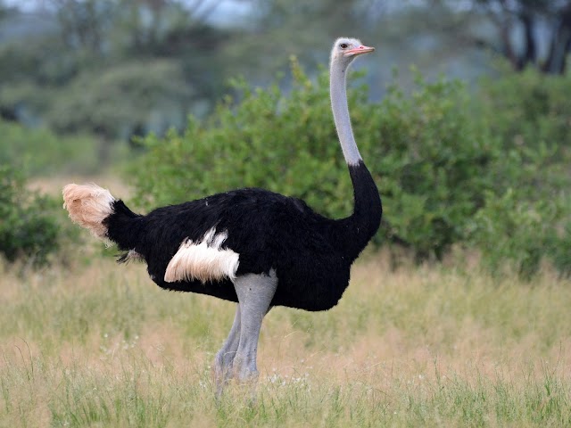 Em declínio a população do avestruz-somali e sem perspectiva de melhora a curto prazo
