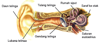 NUR TABAH CAHYANTI kelas 4 Fungsi Alat indera dan 