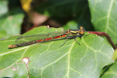 Vuurjuffer - Maitiidsfjurke - Pyrrhosoma nymphula